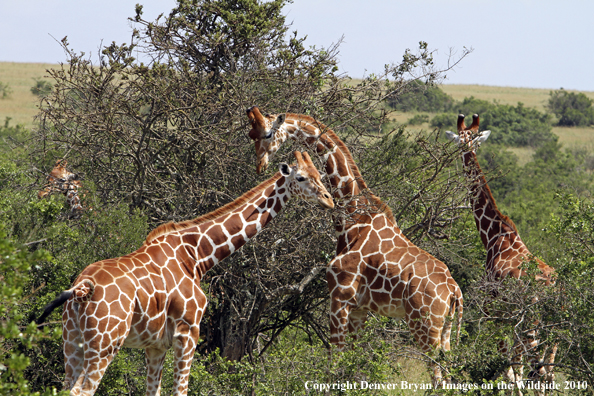 Reticulated Giraffe 