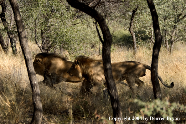 Male African lions in habitat. Africa