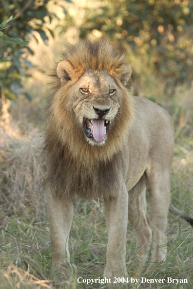 Male African Lion snarling.