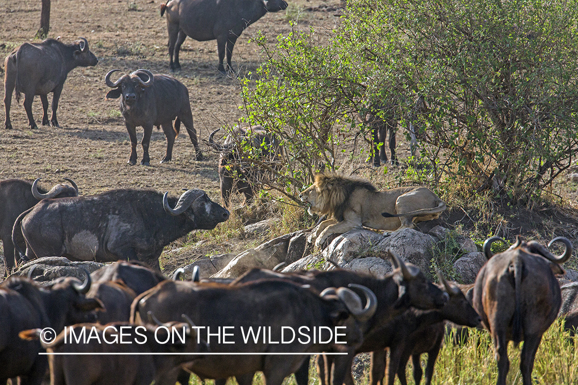 Large male African lion being confronted by cape buffalo bull in herd.