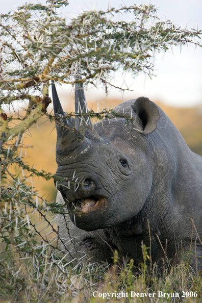 Black rhino in Africa.