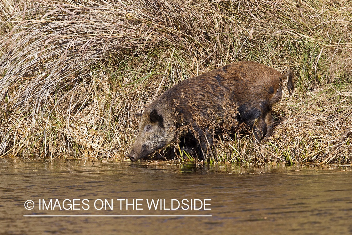 Feral hog in habitat. 