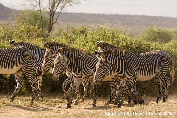 Grevy's Zebra