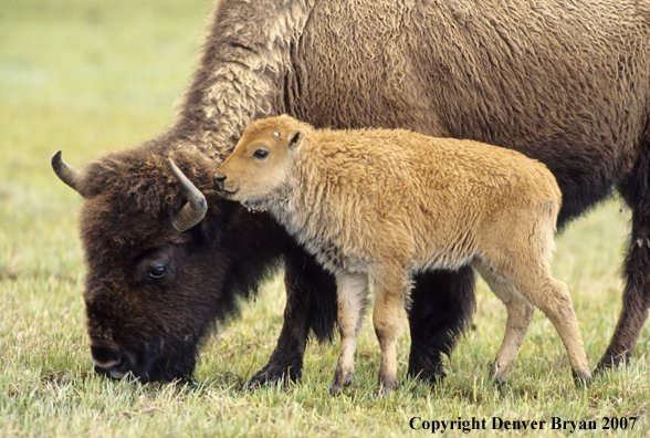 Young American bison with grazing cow.