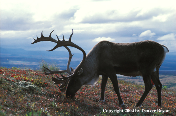 Caribou bull grazing.