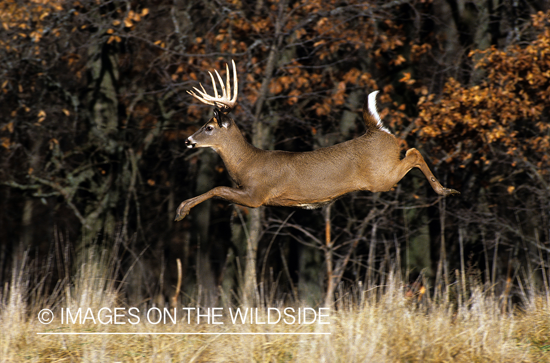 White-tailed deer in habitat