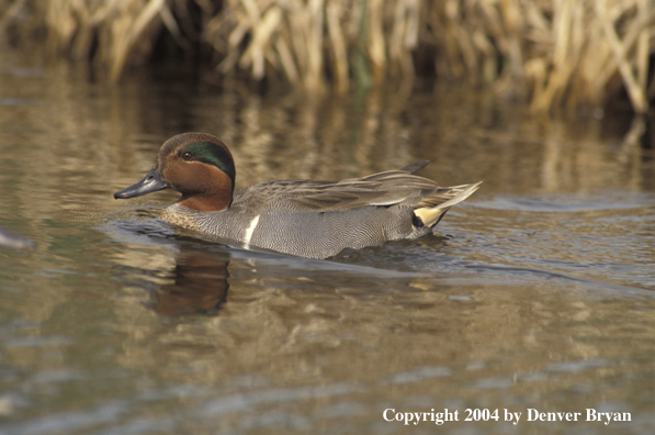 Green-winged teal drake on water