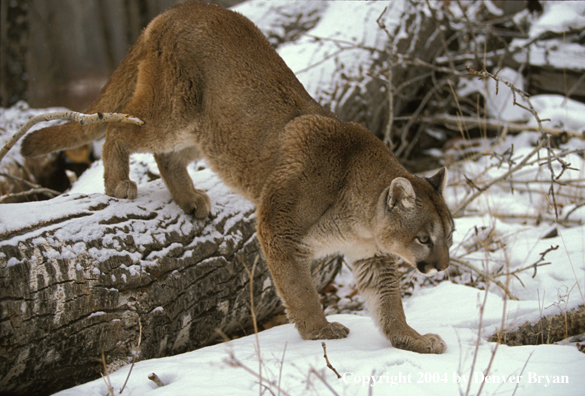 Mountain lion in habitat