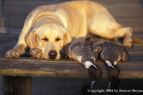 Yellow Labrador Retriever with pintails