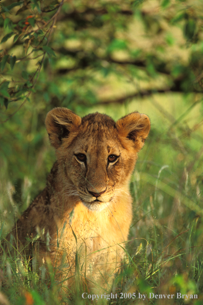 Lion cub in habitat. Africa