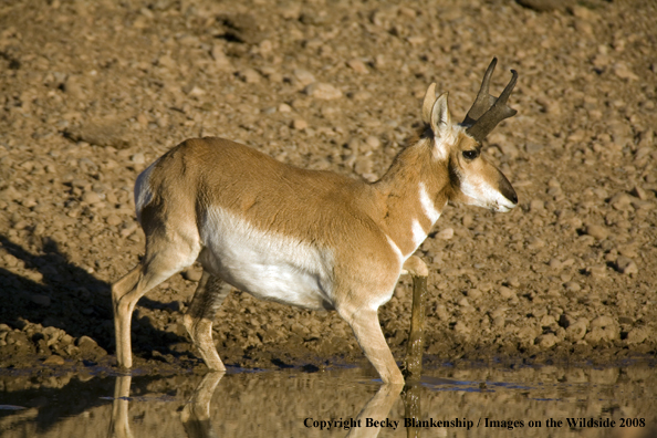 Pronghorn antelope