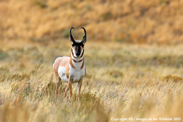 Pronghorn Antelope in field. 