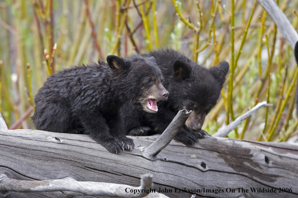 Black bear cubs in habitat.