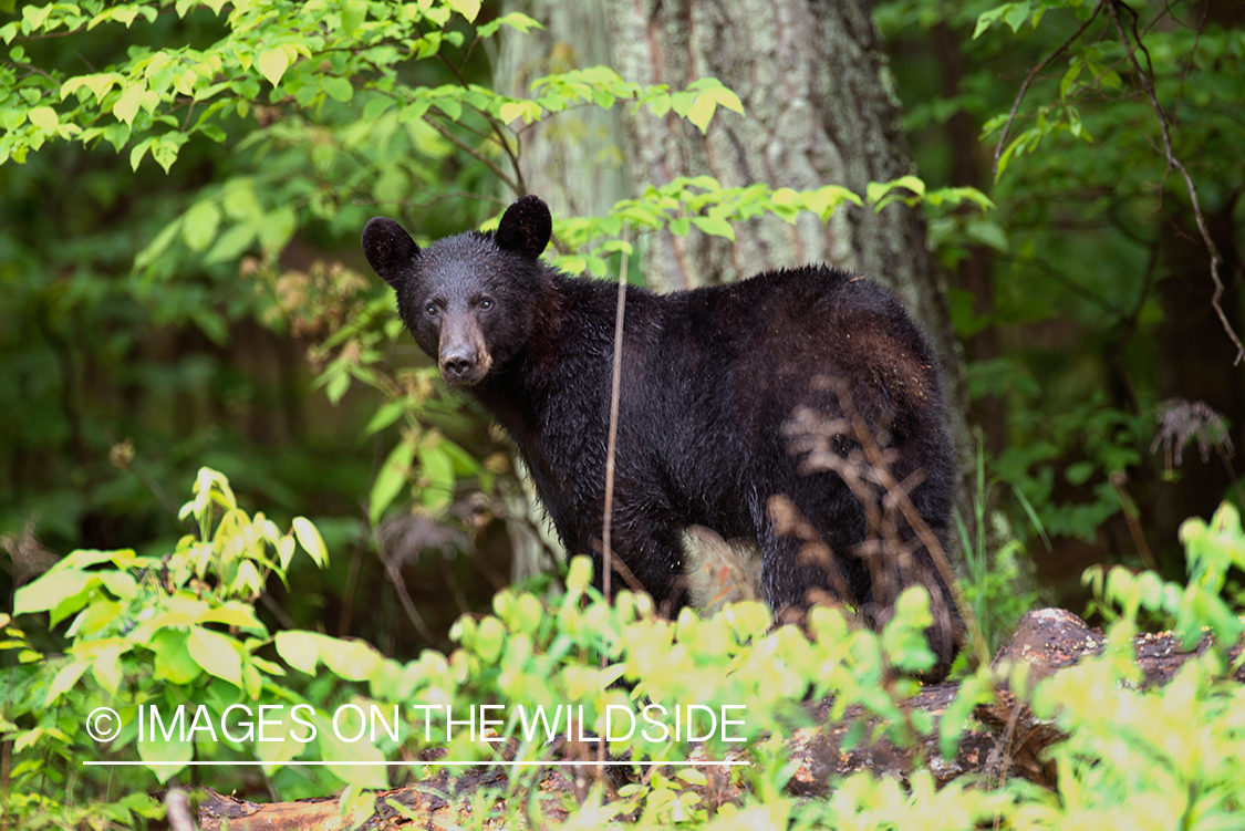 Black bear in habitat. 