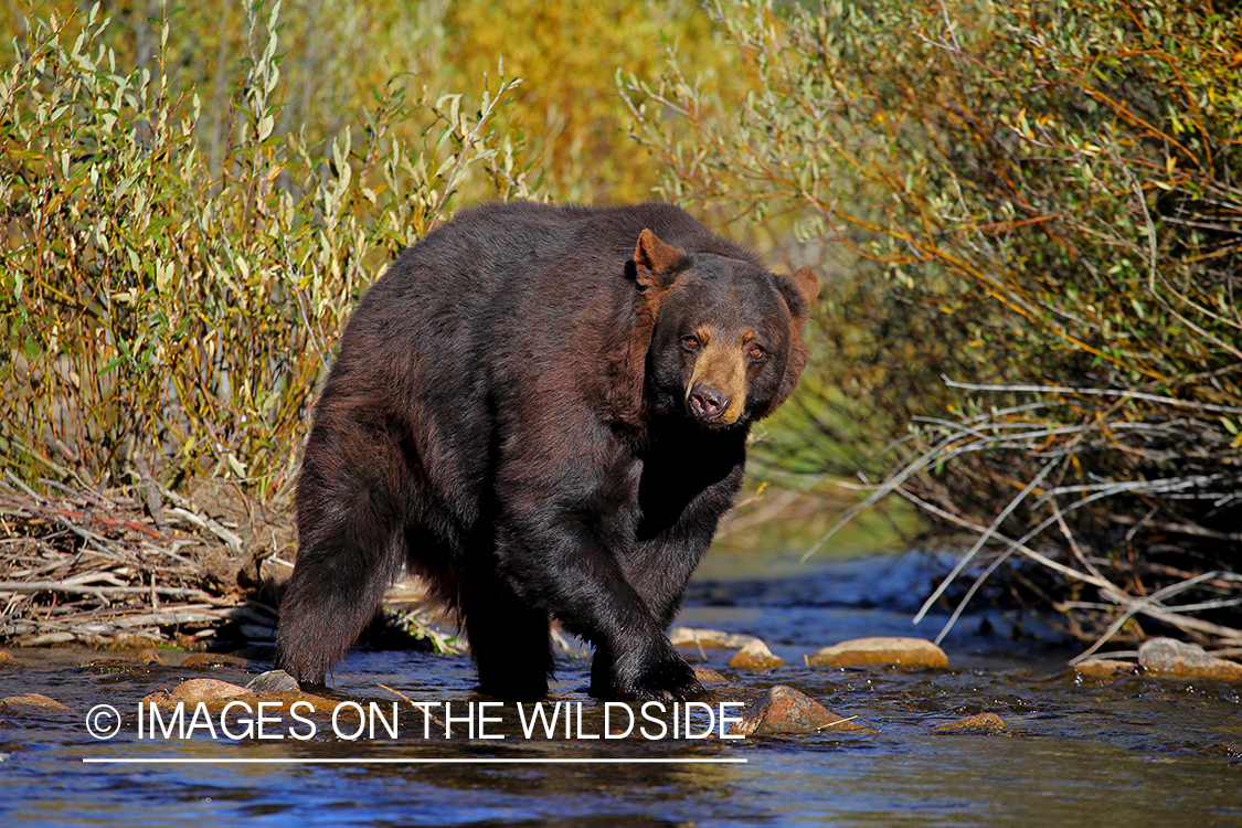 Black Bear in river.