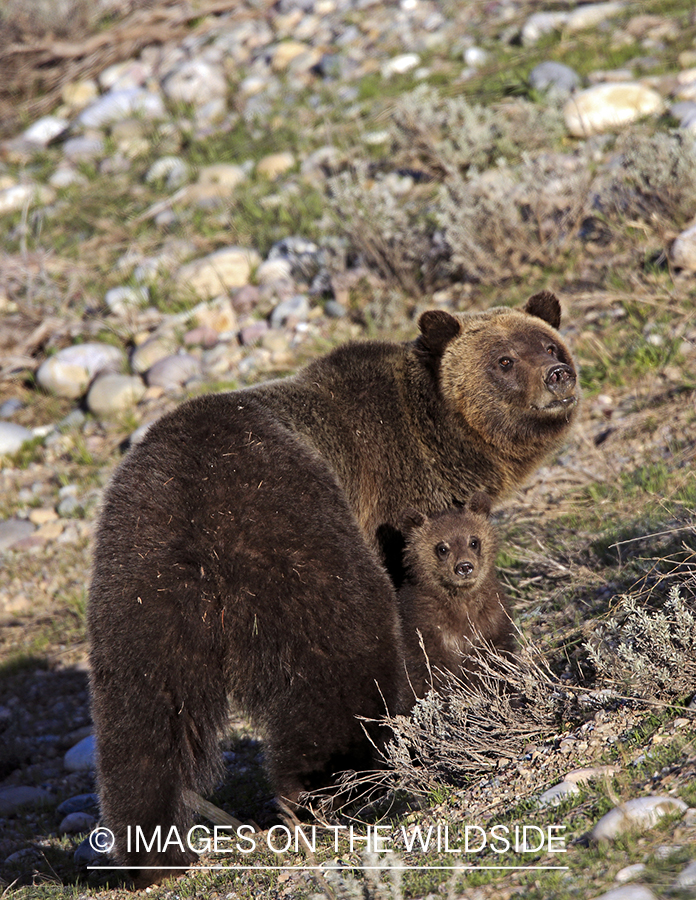 Grizzly Bear with cub in habitat.