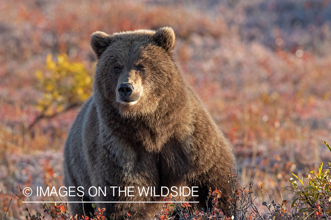 Grizzly bear in field.