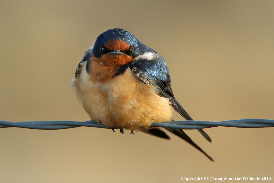 Barn Swallows perched on barbed wire fence. 