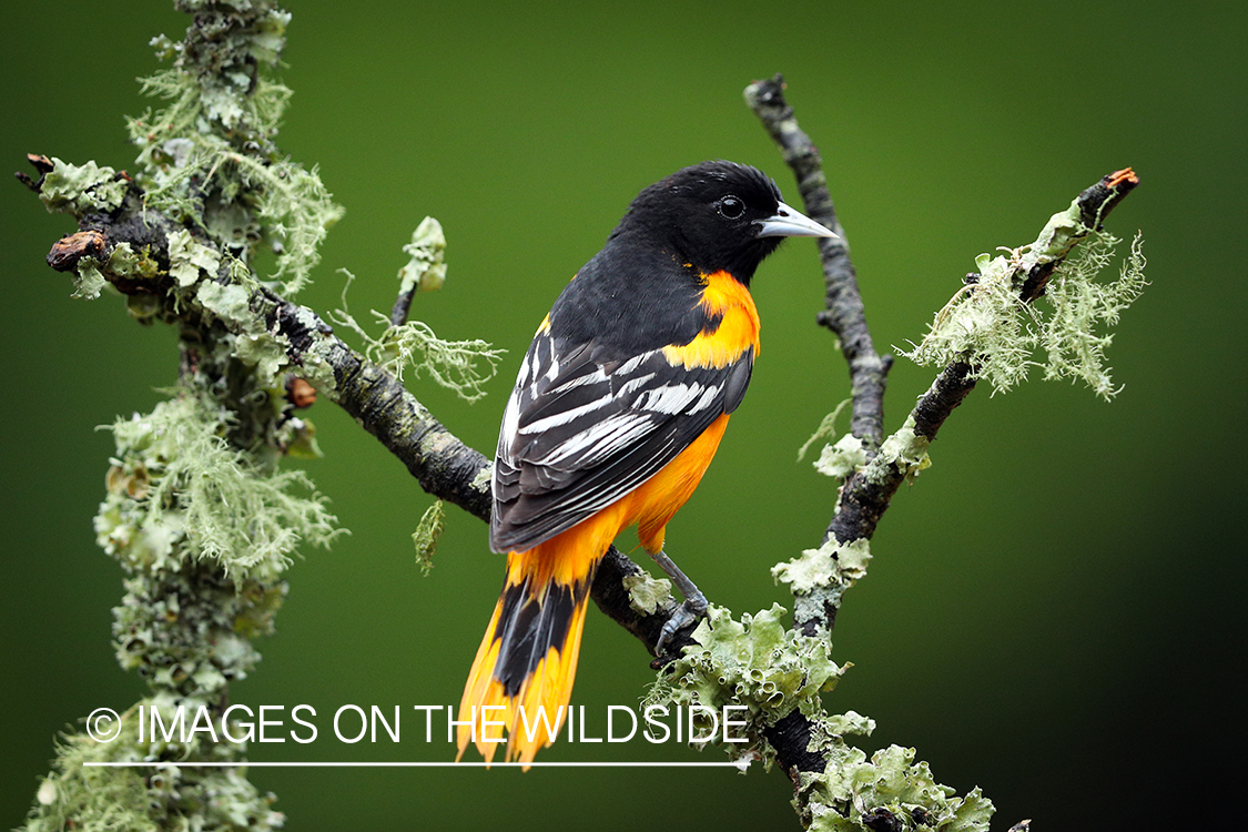 Baltimore Oriole perched on branch.