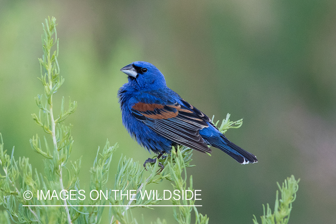 Blue Grosbeak on branch.