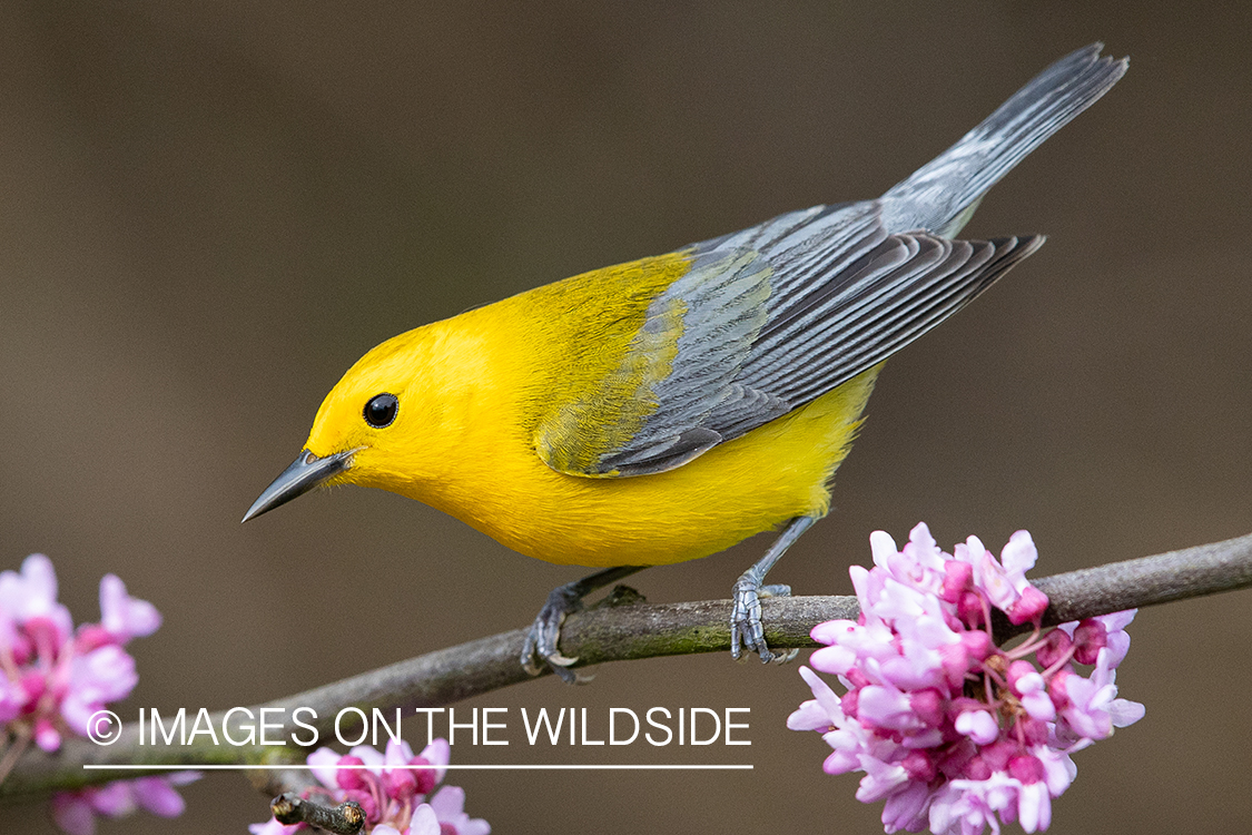 Prothonotary warbler on branch.