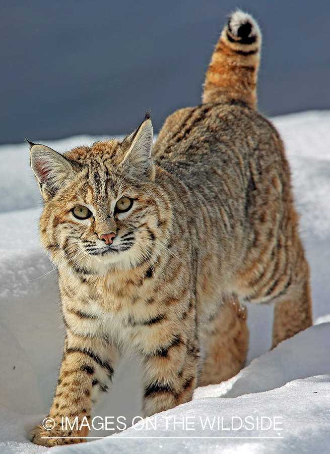 Bobcat in habitat.