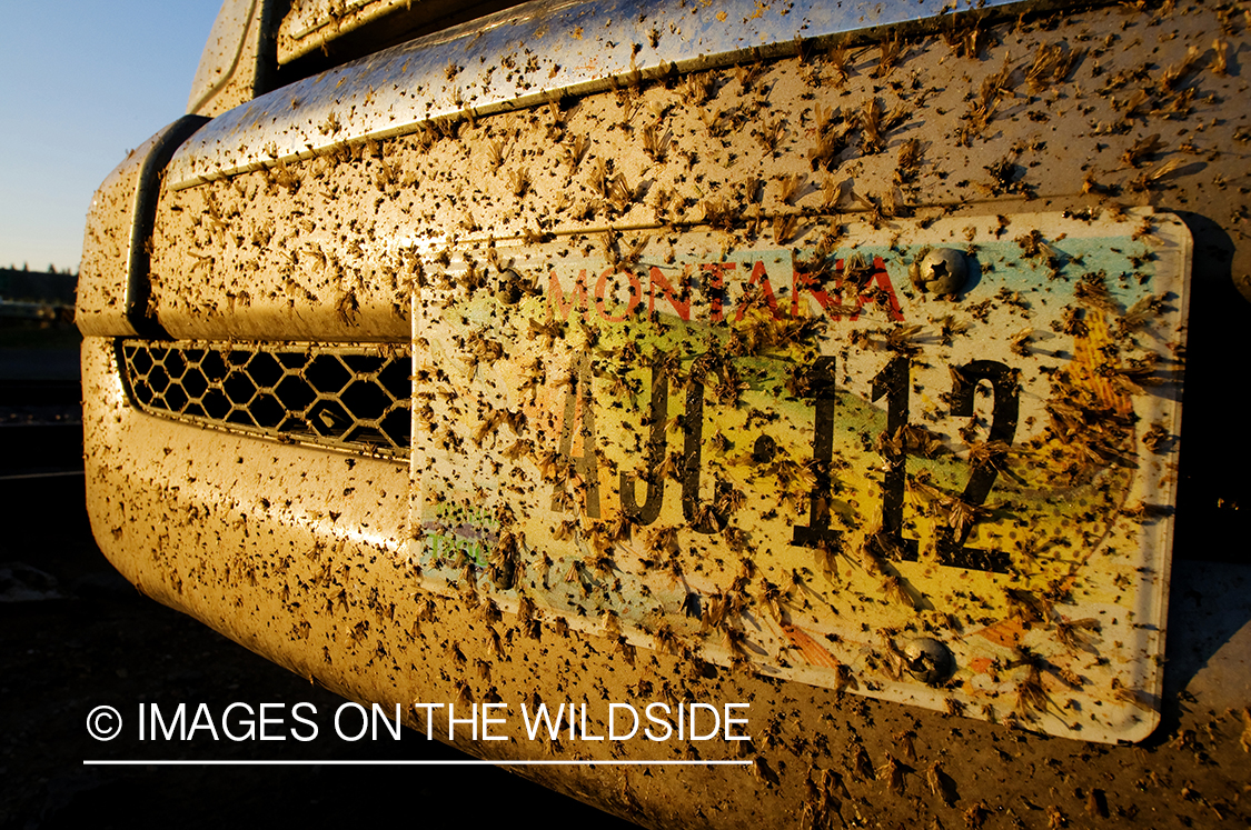 Bugs splattering Montana license plate. 