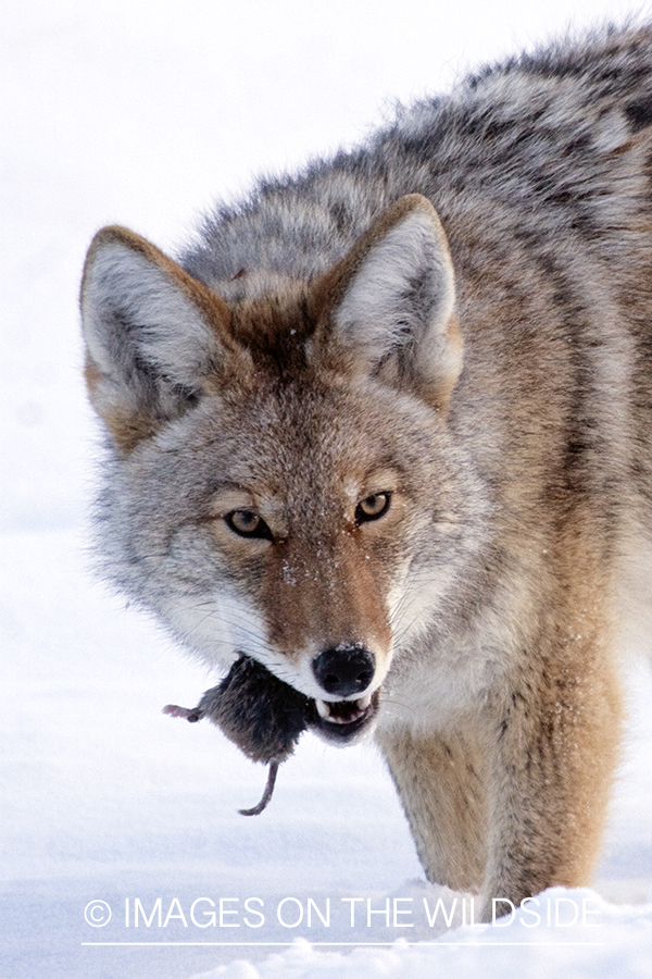 Coyote eating vole in winter habitat.