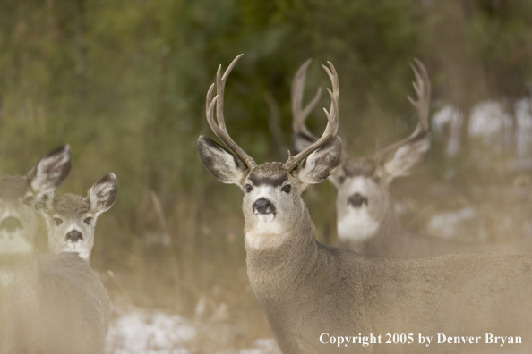 Mule deer herd in habitat. 