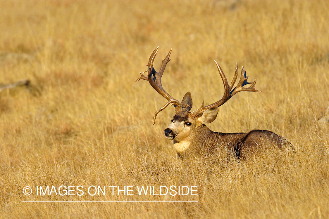 Mule deer buck in habitat. 