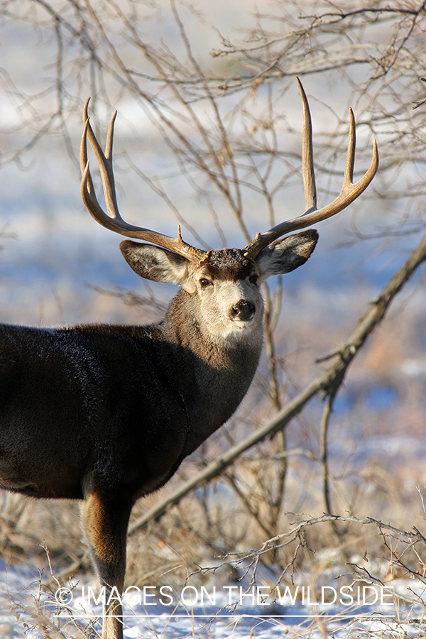 Mule deer buck in habitat. 