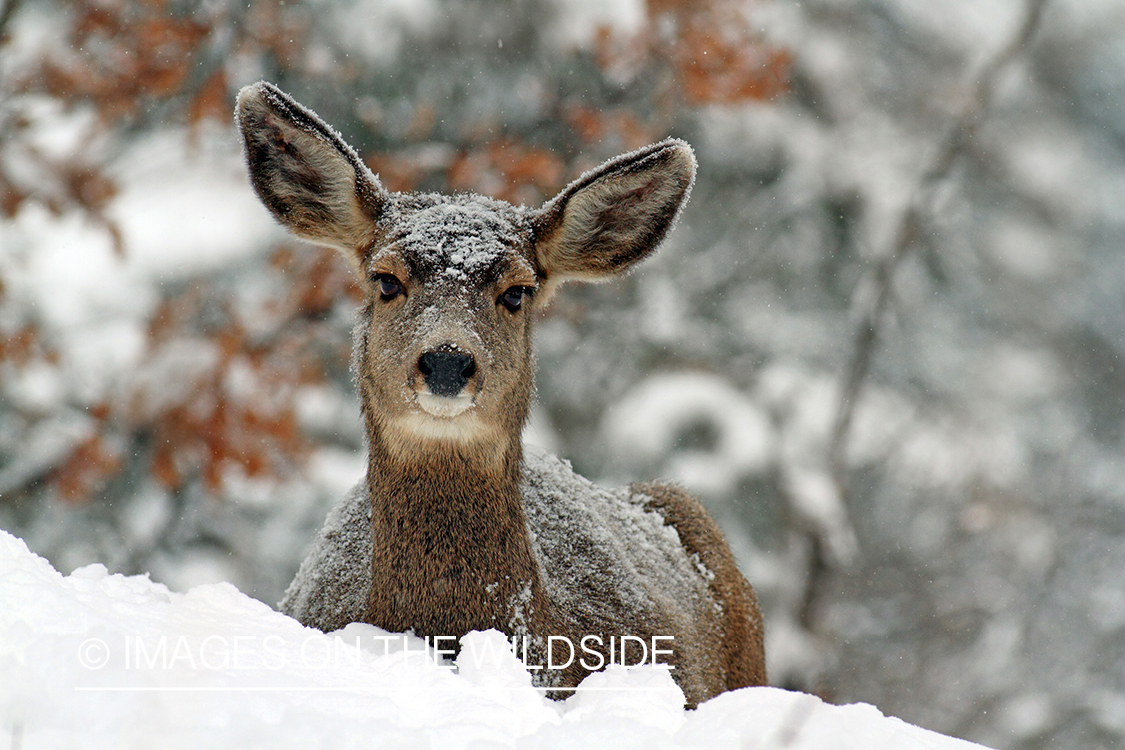 Mule deer doe in snow. 