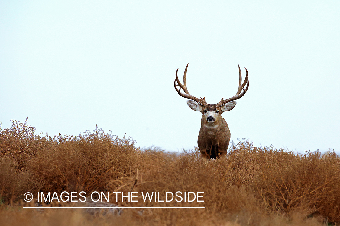 Mule deer buck in habitat.