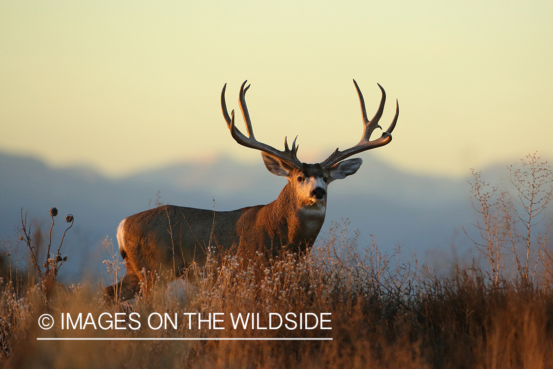 Mule deer buck in habitat. 