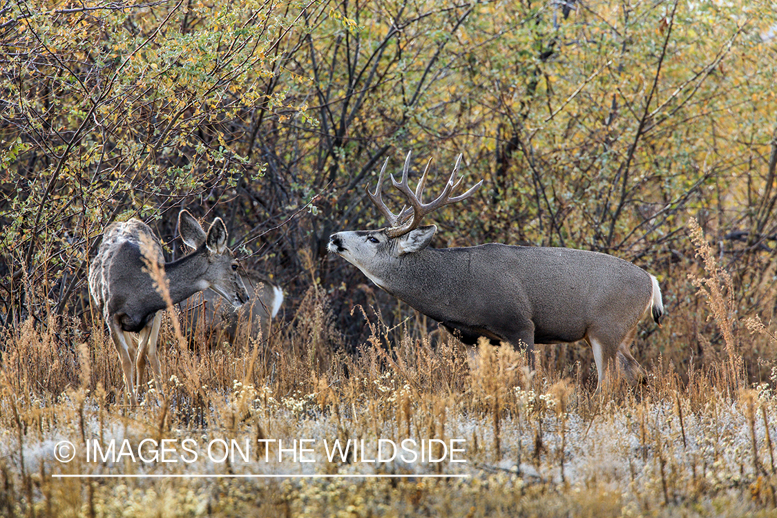 White-tailed buck pursuing doe in late fall.