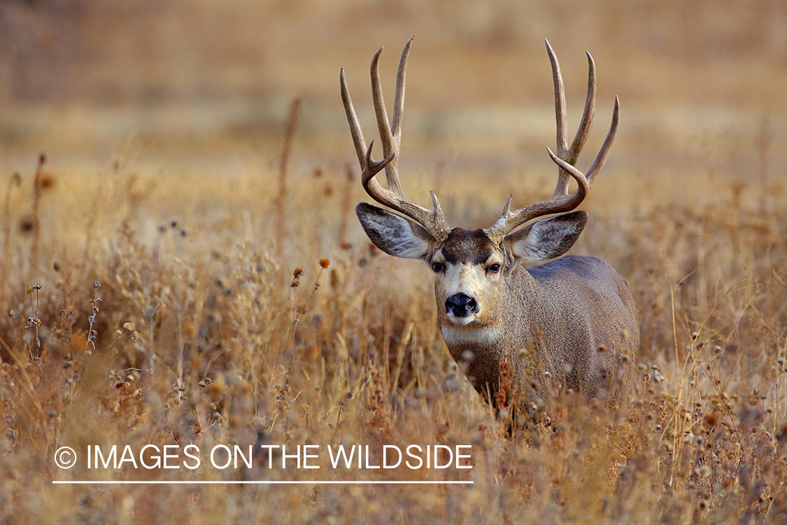 Mule deer buck in rut in field. 