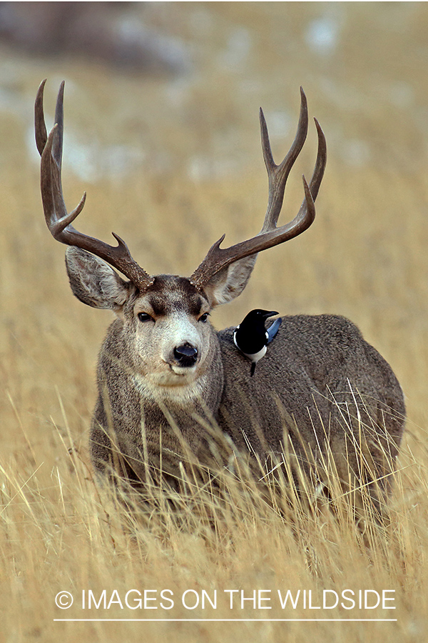 Mule deer buck in field.