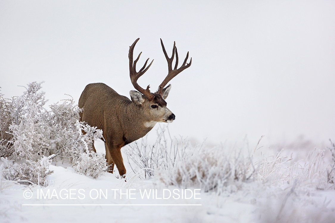 Mule deer buck in winter field.