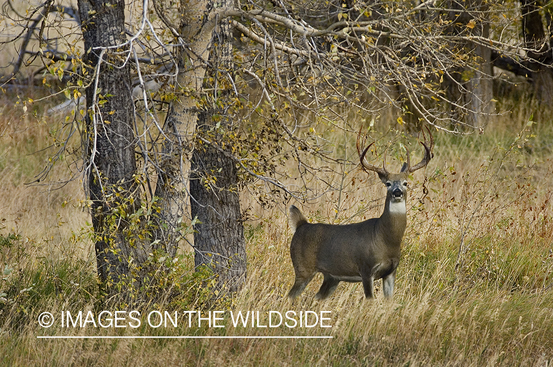 Whitetailed deer in habitat.