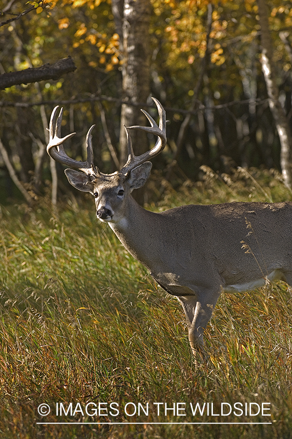 Whitetail Buck