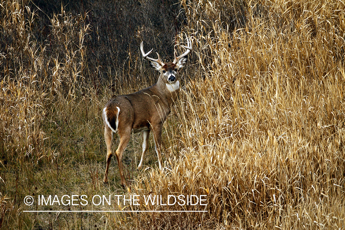 Whitetail Buck