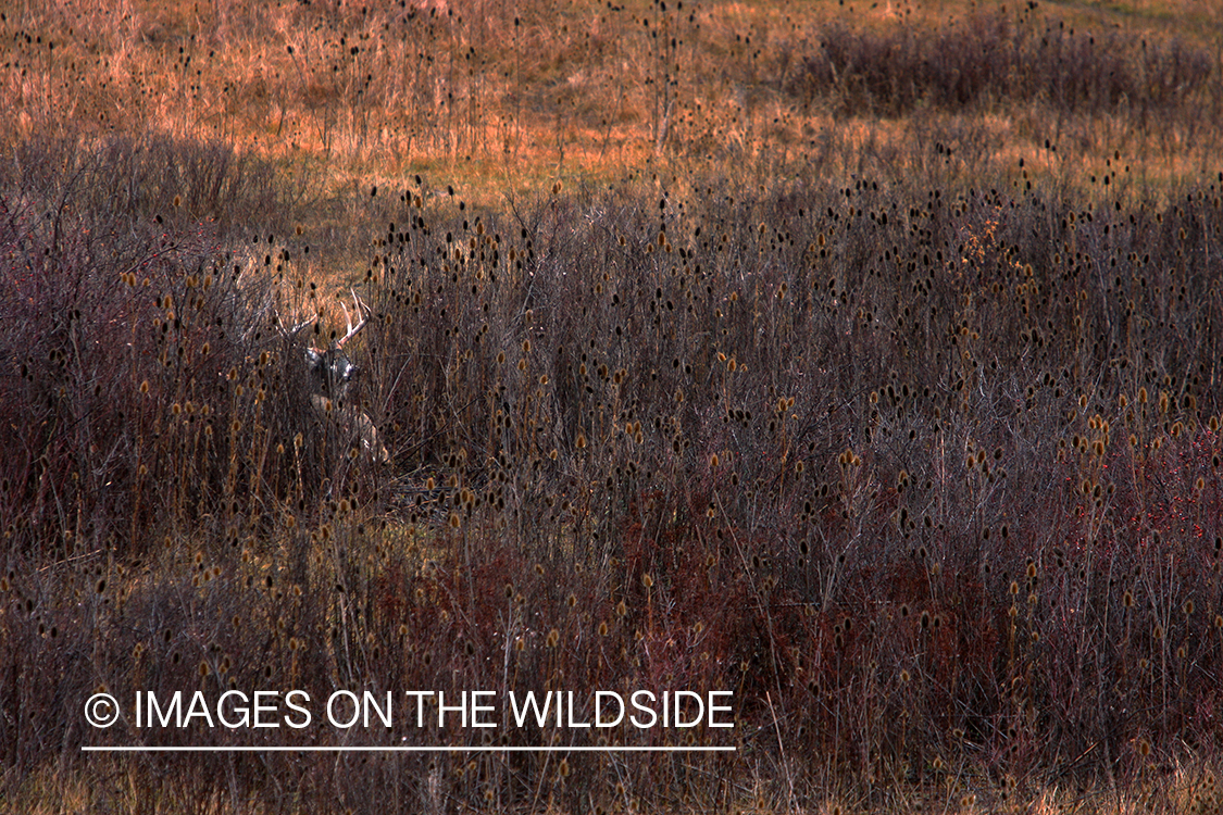 Whitetail Buck in Field