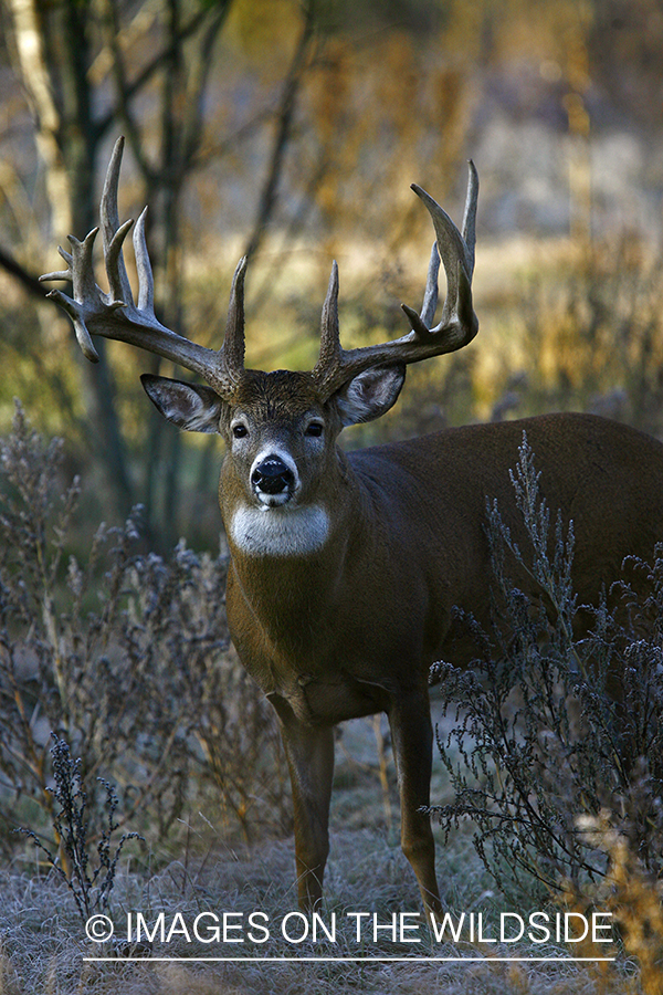 Whitetail buck in habitat