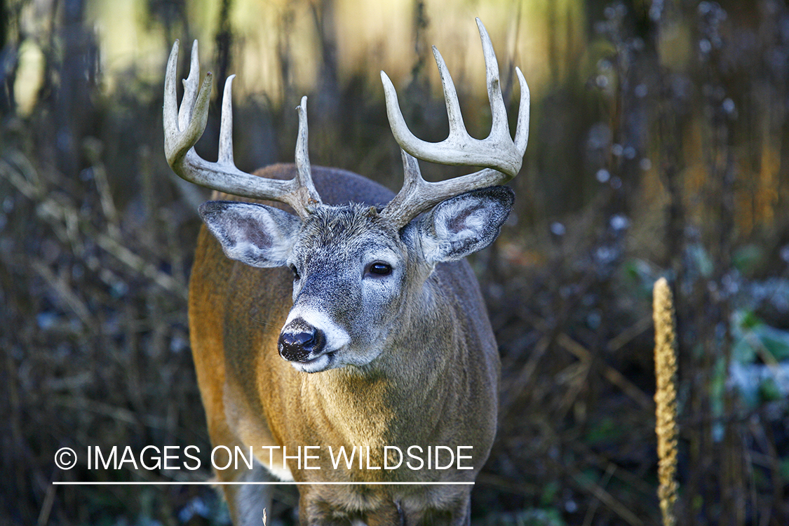 Whitetail buck in habitat