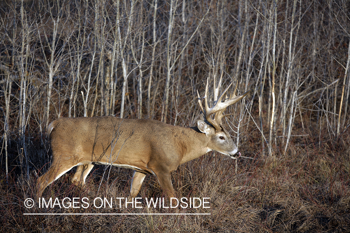 Whitetail buck in habitat