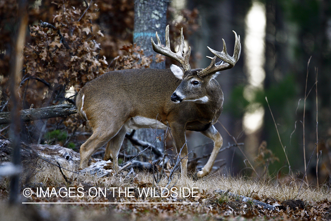 Whitetail buck in habitat.