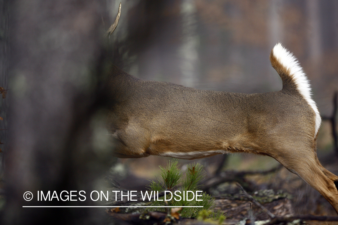 Whitetail deer leaping.