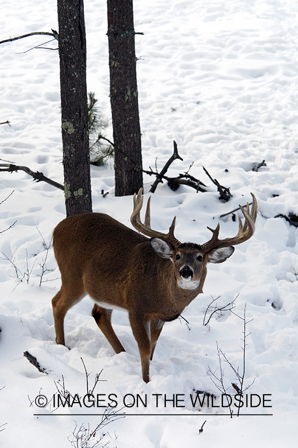 White-tailed buck in habitat.