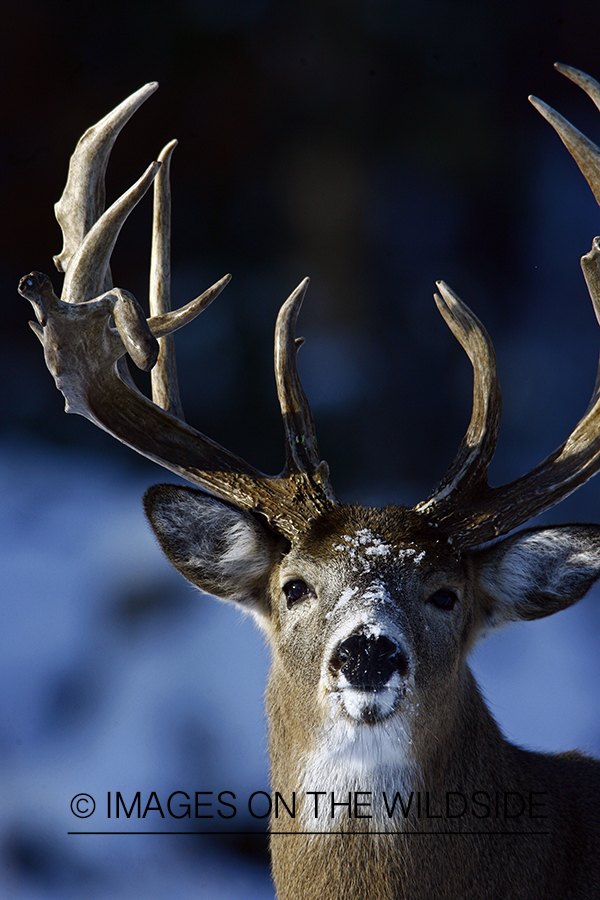 Whitetail in habitat