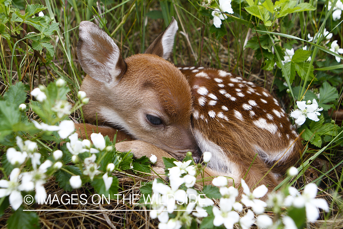 White-tailed Deer Fawns